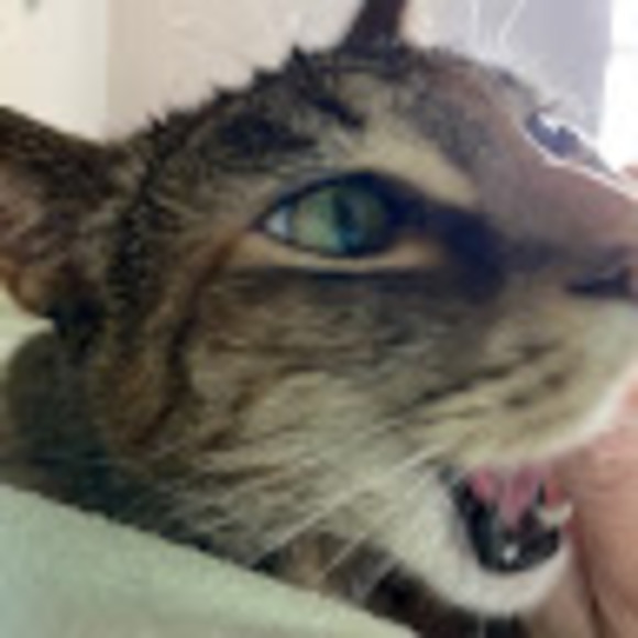 Meet your Posher, Lauren - Picture 1 of 1